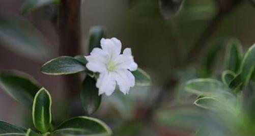 六月雪花语——揭示夏季的神秘之美（用雪花诉说夏日的无尽韵味）