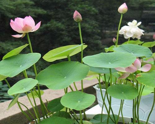 荷花之水生植物（探究荷花的生态与特性）