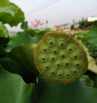 荷花（荷花的生态习性与种植养护技巧）