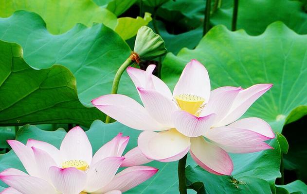 荷花喜阳还是喜阴（荷花生长习性）