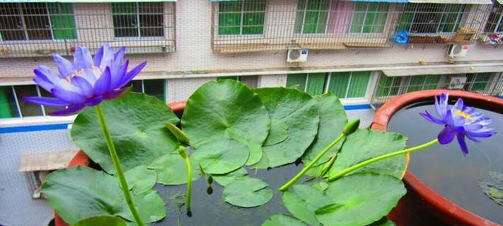 荷花叶子烂了怎么办（教你如何救救荷花）