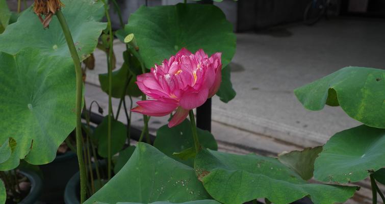 荷花之多品种探析（探寻荷花的各类品种及其特点）