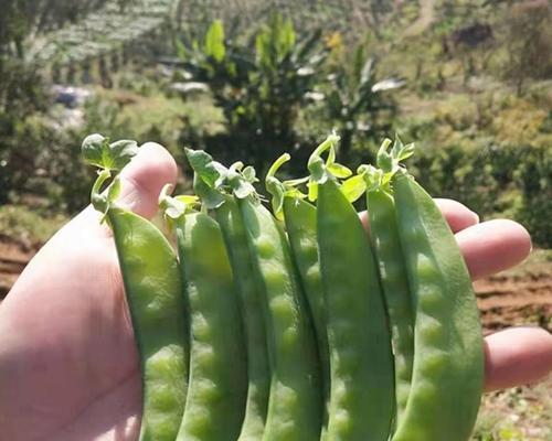 荷兰豆在冬天的生存问题（荷兰豆的种植条件及冬季保护）