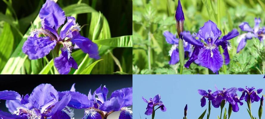 以马兰花花语之美——探秘花海中的深意（传递爱与美的马兰花——揭开花语的神秘面纱）