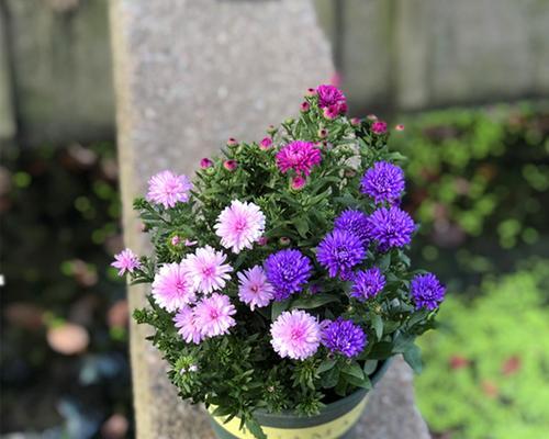 荷兰菊的花期与开花时间（荷兰菊的生长环境）