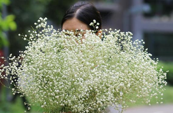 满天星的花语与寓意（花语探秘）