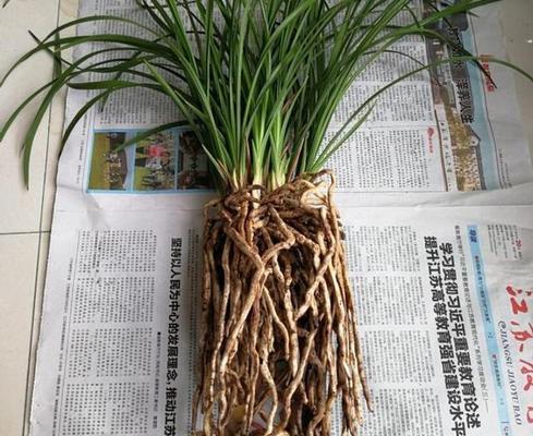 核桃壳能种兰花吗（用核桃壳种兰花）