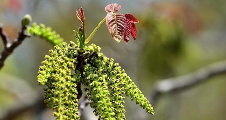 核桃开花时间及相关知识详解（春日花开）