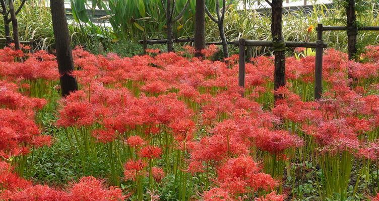 曼珠沙华（沉静、神秘、温情）