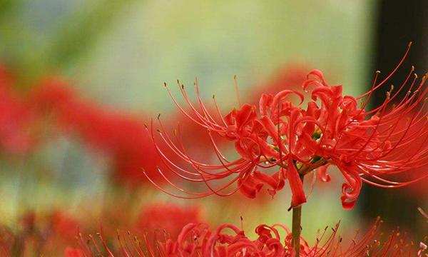 曼珠沙华——唤醒内心的力量（花开如火）