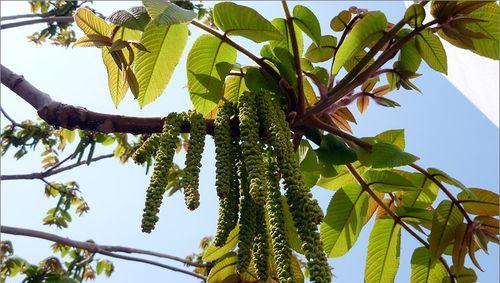 核桃的分类与生物特征