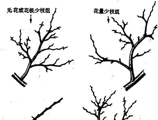 掌握核桃树环剥的最佳时间和技术方法（掌握核桃树生长周期）