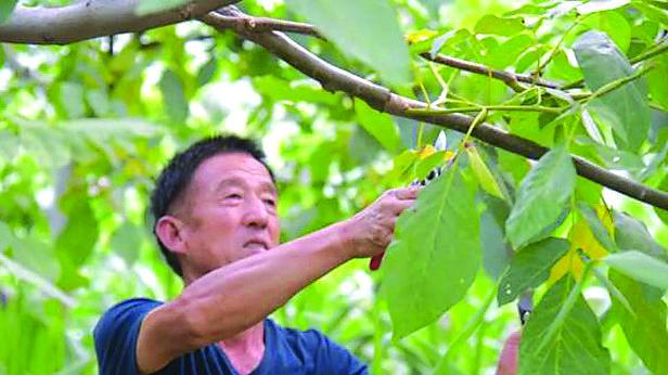 核桃树嫁接技术详解（探究核桃树嫁接的方法）