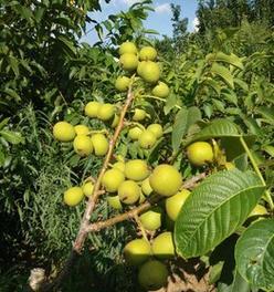 核桃树的种植条件与效益生长环境要求（种植核桃树需注意什么）