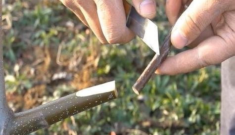 核桃芽接的最佳时间和技术方法（掌握关键步骤让核桃芽接顺利生长）