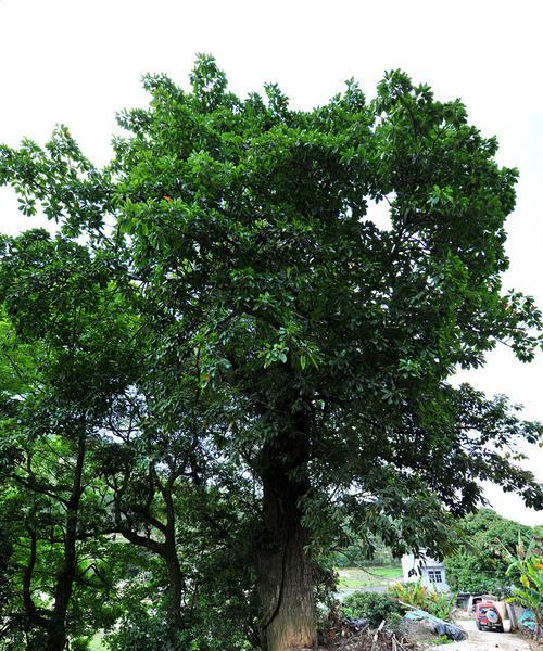 菏泽市树是什么树（揭秘菏泽市的市树品种及其含义）