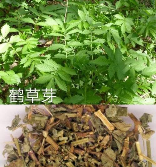 鹤望兰汁液的毒性及危害（了解鹤望兰的毒性）