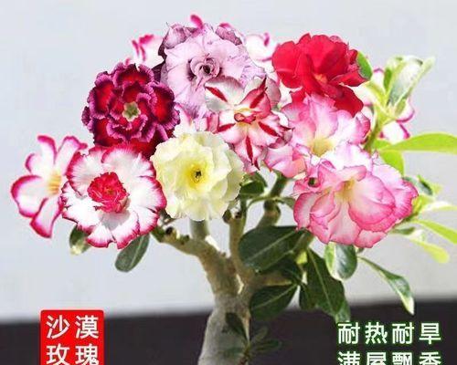 玫瑰花语中的颜色代表什么（揭秘玫瑰花语颜色的真正含义）