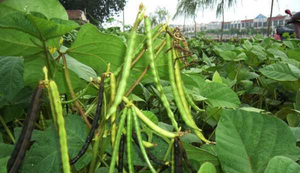 黑豆种植时间选择与注意事项（为您详细介绍黑豆种植的最佳时间和注意事项）