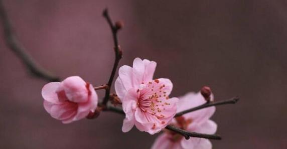 梅花花语（梅花的花语和象征意义）