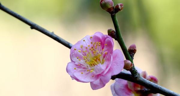 梅花的象征意义（寒冬中的坚韧生命之美）