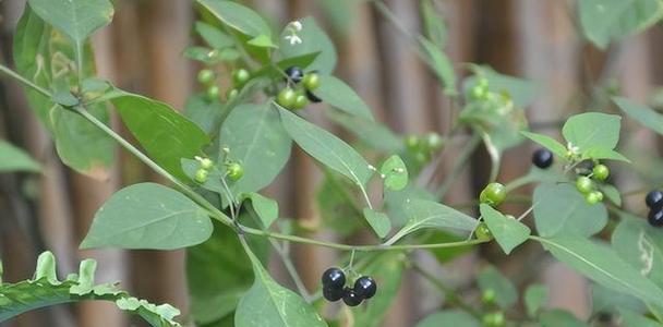 黑豆种植全攻略（时间）