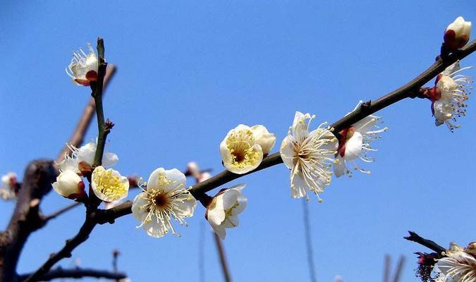 梅花的寓意与花语（传递坚韧与美丽的梅花）