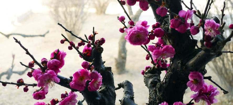 梅花花语的象征和意义（探寻梅花的隽永之美和生命力）