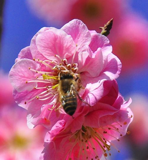 梅花花语的深意（解读梅花花语的神秘之处）