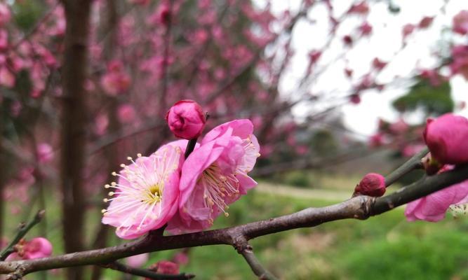 梅花花语的深意（解读梅花花语的神秘之处）