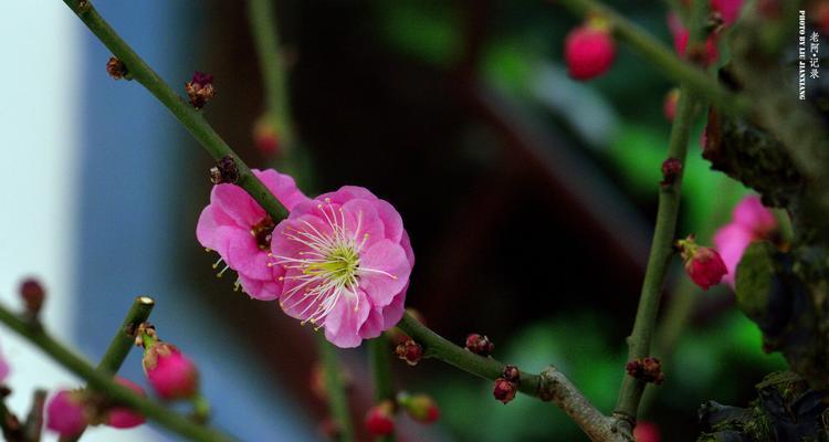 冬日的梅花（寒冬中的奇迹——梅花的盛开）