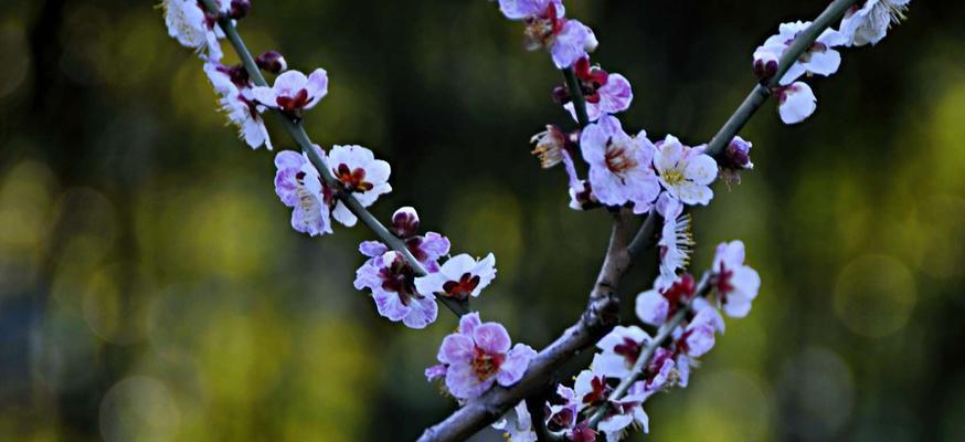 梅花的品质与象征（探寻梅花的高洁）