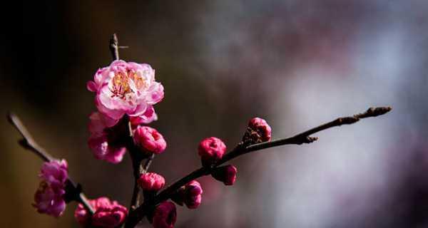 梅花（探索梅花的文化意义及其对人生的启示）