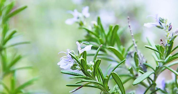 迷迭香的花语（探究迷迭香花语的深刻含义）