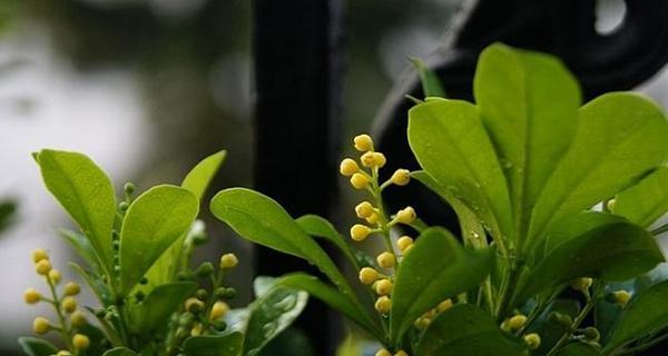 米兰花的花语与背后的传说（米兰花的美丽花语和神秘传说）