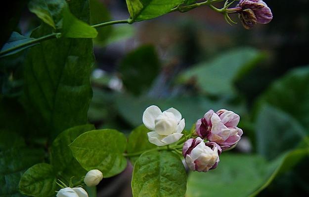 茉莉花的花语与寓意（揭开茉莉花的神秘面纱）