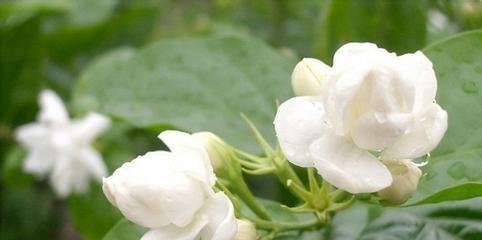 茉莉花的花语与寓意（清香四溢的茉莉花）