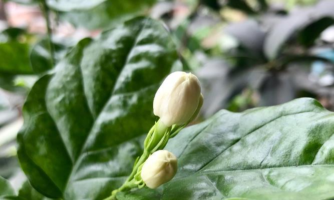 解读茉莉花语的深层意义（茉莉花语的隐含心理和文化寓意）