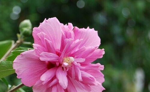 木槿花的花语及寓意解读（探索木槿花的象征意义及文化内涵）