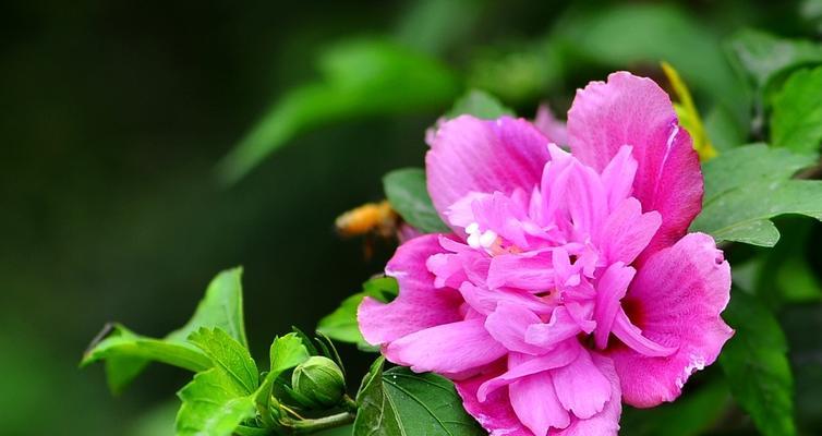 木槿花的象征意义与美丽魅力（探索木槿花的寓意）