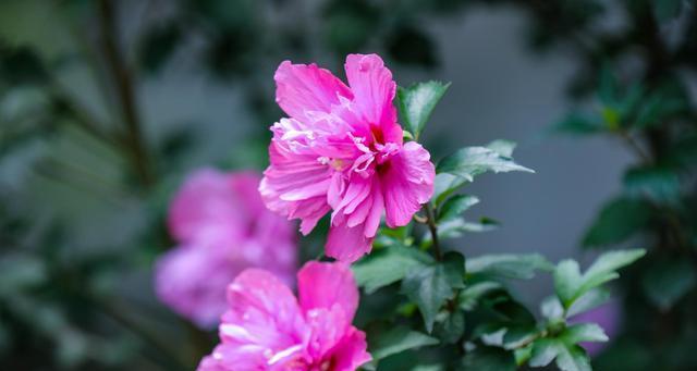 木槿花的花语与寓意（探寻木槿花的象征意义）