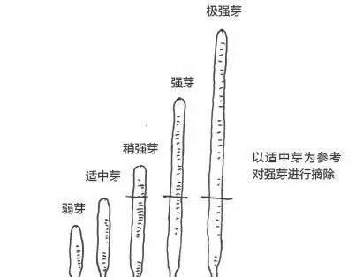 如何正确摘心打顶黑金刚树（掌握正确时间和方法）