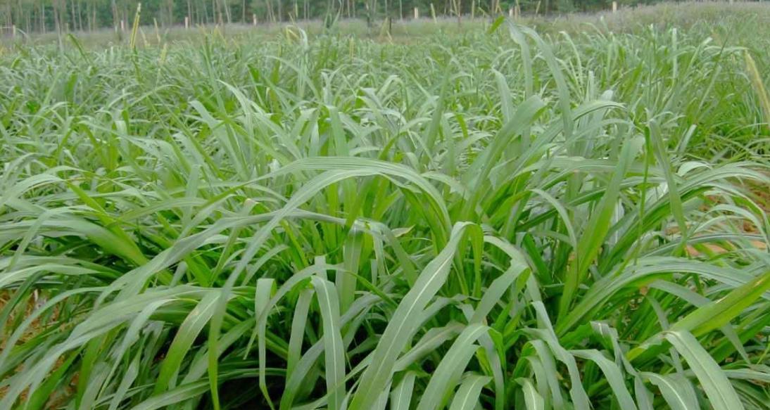 黑麦草能否经受住冬季的寒冷（探究黑麦草在低温环境下的生存能力）