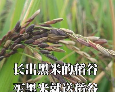 黑米成熟期分析（黑米什么时候成熟）