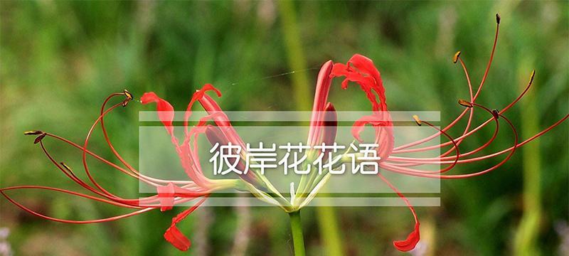 花开善良，花语传情（花语中的善良之美）