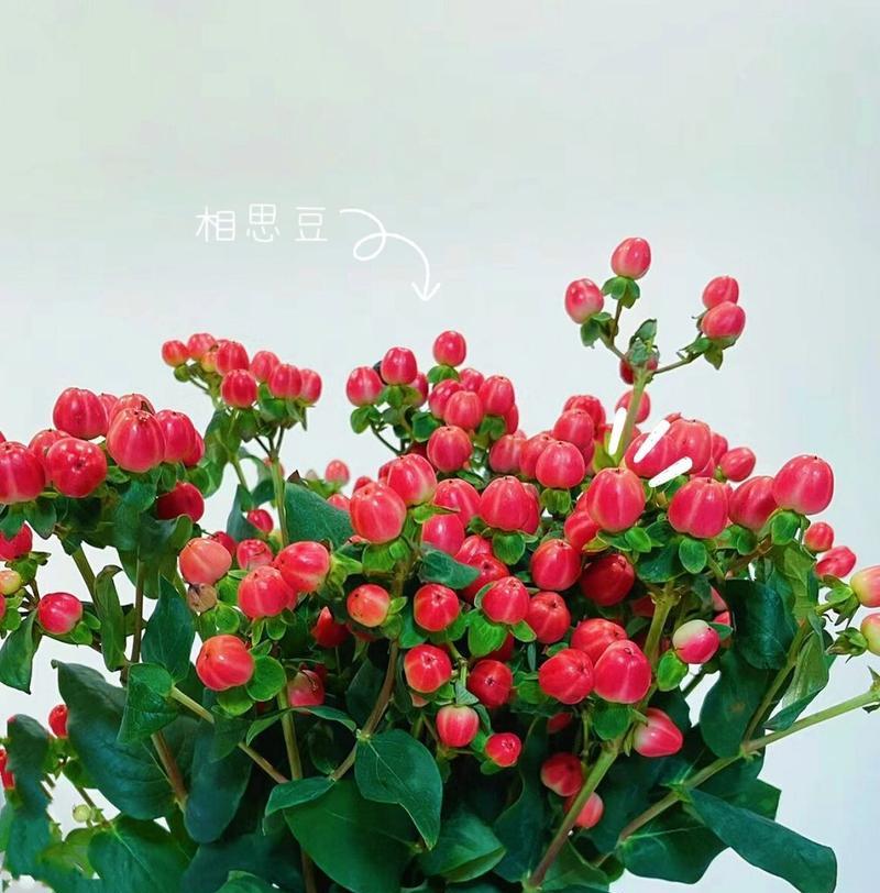 花语之言，思念的花（花开虽春）