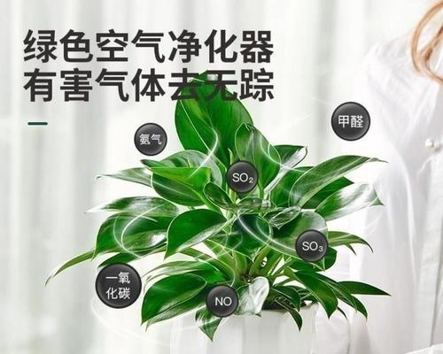 绿钻花分盆容易成活的全攻略（从挑选盆土到调节光照）