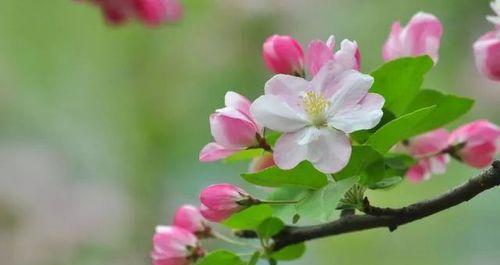 静谧之美——娴静的花的花语（以花语传递宁静与美丽）