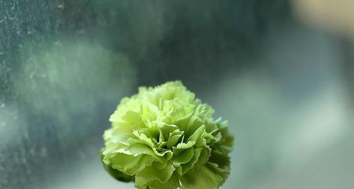 花语表达谢意的花，美丽的感激之语（用花的语言传达真挚的谢意）