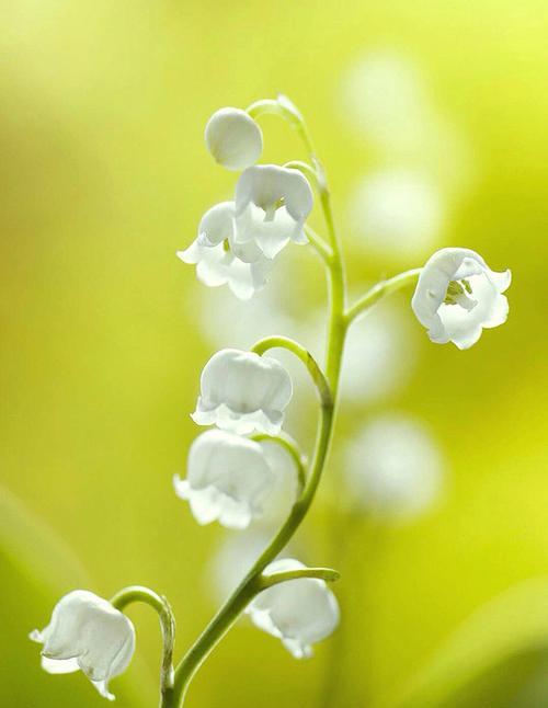 幸福的花语——探索花朵给人带来的幸福感（花语传递着幸福的信息）